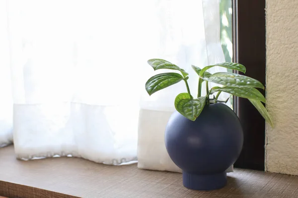 Green plant in blue vase near the window of a modern home or apartment interior. Summer window with flower pot background