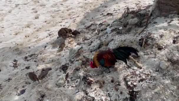 Tavuklar Kumsaldaki Kumu Kazar Tavuklar Dışarıda Özgürce Tahıl Yiyor — Stok video