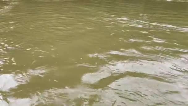 流れる川の近くで 山の川で水の強姦を禁じている 自然の鮮度 激しい雨の後のスウィーリングの泡立った水波 — ストック動画