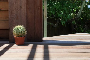 Ahşap zeminde, güneş ışığı ve gölgesi olan kaktüs tenceresi. Modern ev iç tasarımı. Vintage Wood Arkaplan Dokusunda Doğal ışık