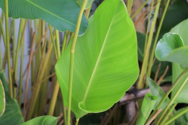 Green leave tropical forest plant. Dark nature background. Curve leaf floral botanical abstract. Environment ecology or greenery wallpaper