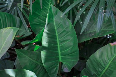 Green leave tropical forest plant. Dark nature background. Curve leaf floral botanical abstract. Environment ecology or greenery wallpaper