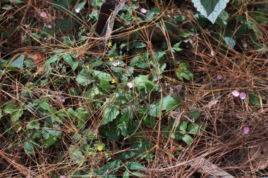 Ormanda güneş ışığı ve gölgesi olan yeşil yapraklı bitkiler. Ulusal parkta sonbahar. Doğa manzarası arka planı