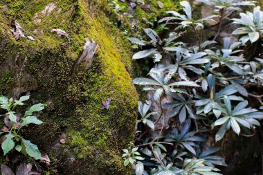 Yeşil yosun büyüyüp ormandaki engebeli kayaları kaplamış. Doğal orman dokusu.