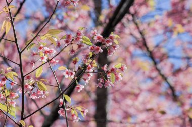 Prunus cerasoides Vahşi Himalaya kiraz çiçekleri yine mavi gökyüzü Tayland 'dan Phu Lom Lo Loei ve Phitsanulok
