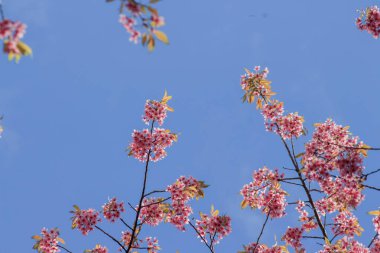 Prunus cerasoides Vahşi Himalaya kiraz çiçekleri yine mavi gökyüzü Tayland 'dan Phu Lom Lo Loei ve Phitsanulok