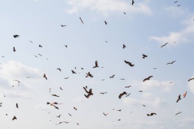 Tayland 'daki Chantaburi mangrovunun üzerinde mavi gökyüzünde uçan Deniz Kartalları. Turist eğlencesi. Seyahat hedefi.