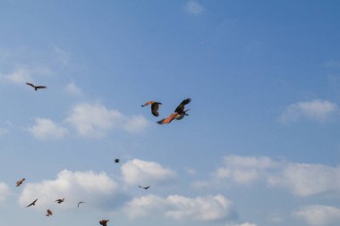 Tayland 'daki Chantaburi mangrovunun üzerinde mavi gökyüzünde uçan Deniz Kartalları. Turist eğlencesi. Seyahat hedefi.