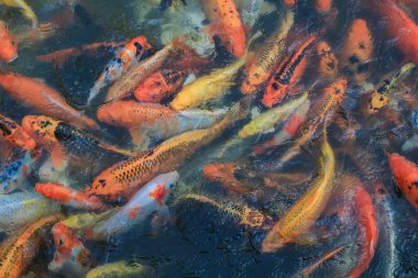 Renkli koi balığı sürüsü temiz suda yiyecek için heyecanlı bir şekilde kavga ediyor. Asya 'daki vahşi yaşam renklidir..
