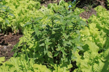 Tayland fesleğeni ya da organik fidanlıktaki Ocimum bazilika. Taze bitkisel malzeme. Çiğ sebze aroması.