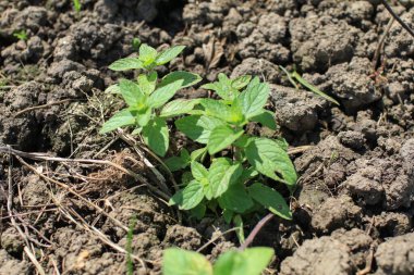 Tayland fesleğeni ya da organik fidanlıktaki Ocimum bazilika. Taze bitkisel malzeme. Çiğ sebze aroması.