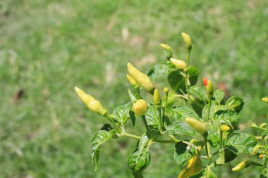 Organik bahçede acı biber ağacı. Bilimsel adı Capsicum Annuum. Tarım arazisi hasat için hazır..