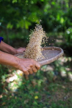 Çiftçi kırsalda bambu sepeti ile pirinç kesiyor. Kırsal yaşam. el yapımı doğal malzemelerin hasarı..