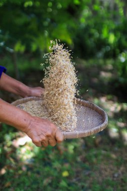 Çiftçi kırsalda bambu sepeti ile pirinç kesiyor. Kırsal yaşam. el yapımı doğal malzemelerin hasarı..
