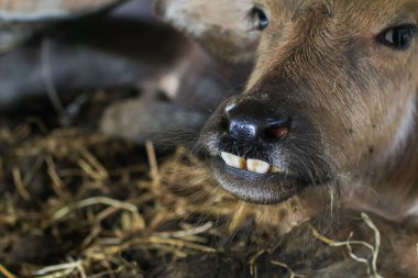 Close up Cow in cowshed during the summer. Agricultural farmer. Rural farm outdoors clipart