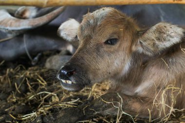 Close up Cow in cowshed during the summer. Agricultural farmer. Rural farm outdoors clipart