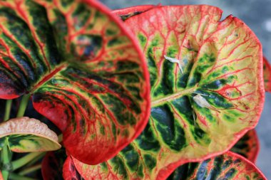 Codiaeum variegatum (Croton) güzel, büyüleyici bitkiler güneşli çayır yeşilinde yetişiyor. Bahçe dekorasyonu. Kırmızı renk yaprakları.