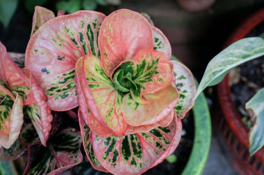 Codiaeum variegatum (Croton) güzel, büyüleyici bitkiler güneşli çayır yeşilinde yetişiyor. Bahçe dekorasyonu. Kırmızı renk yaprakları.