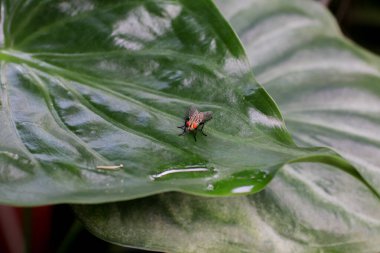Fil kulağı yaprakları üzerinde uçuyor. Tropik yeşil muz taro yaprağı. Doğal arkaplan ve duvar kağıdı