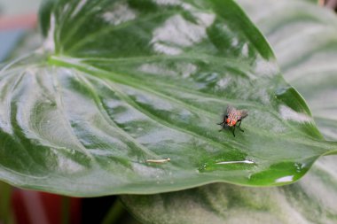 Fil kulağı yaprakları üzerinde uçuyor. Tropik yeşil muz taro yaprağı. Doğal arkaplan ve duvar kağıdı