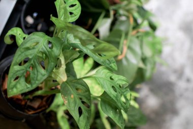 Monstera obqua yeşil yapraklar güneş ışığı altında desen oluşturuyor. Modern oda dekorasyonu, iç mekan. Yaşam tarzı. Ev bitkisi yetiştiriyor ve ev bitkileriyle ilgileniyor..