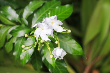 Pinwheel flower and buds with green leaves. Tabernaemontana Divaricata, blooming white flower. clipart