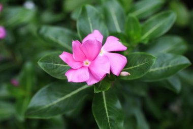 Bahçesinde yeşil yapraklar olan Catharanthus Roseus. Bu bitki süs ve tıbbi bitki olarak kullanılıyor..