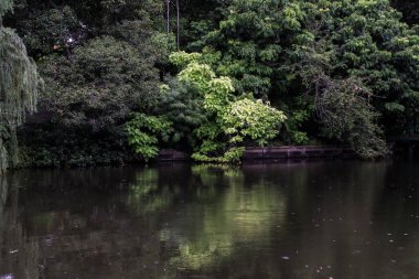 Tropik yağmur yeşil orman yansıması nehirde. Güzel, vahşi bir arka plan. Çevre dostu sürdürülebilir kalkınma