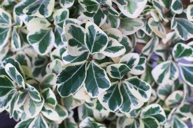 Yeşil yapraklı Ficus variegata beyaz bir motiftir. Arka bahçedeki doğal arka plan.