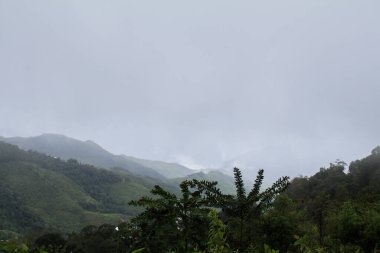 Dağ zirvesi sisle kaplı yeşil ağaçlarla kaplı. Sabahları dünya dışı ve huzurlu bir ortam yaratıyor..