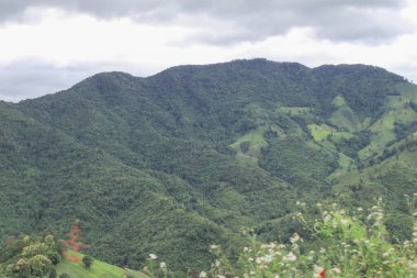 Bulutlu gökyüzünün altındaki güzel doğal yeşil dağ manzarası. Tropikal orman.