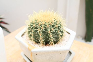 Kaktüs ev bitkisi, ahşap masada, beyaz kil çömlekte. Minimum modern ev dekorasyonu. Kapalı bahçe.