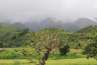 Sabah aydınlığında dağ çayırı. Çimenli tepenin arkasındaki ormanın arkasındaki sisli vadi..