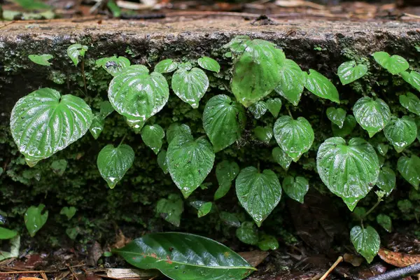 Yeşiller yemyeşil sarmaşıklar yağmur ormanlarında doğayı ve dayanıklılığı sembolize ediyor. Doğa arkaplanı.