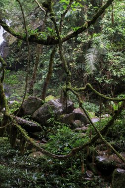 Tayland 'da tropik yağmur ormanları. Macera ve seyahat konsepti. Doğa geçmişi. Ekosistem ekolojisi sağlıklı çevre.