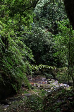 Tayland 'da tropik yağmur ormanları. Macera ve seyahat konsepti. Doğa geçmişi. Ekosistem ekolojisi sağlıklı çevre.