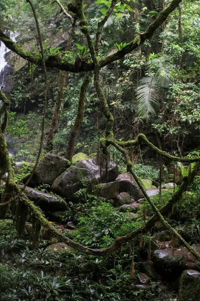 Tayland 'da tropik yağmur ormanları. Macera ve seyahat konsepti. Doğa geçmişi. Ekosistem ekolojisi sağlıklı çevre.