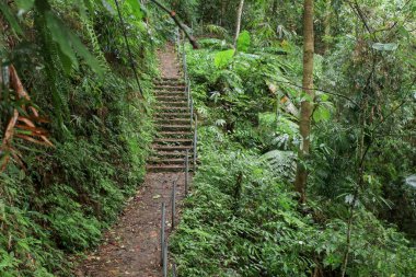 Yeşil ağaçla çevrili tropikal yağmur ormanlarında yürüyüş yolu. Doğal şelale yürüyüş yolu..