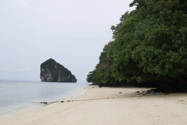 Tropik sahildeki büyük yeşil ağaç. Yaz tatili tatili. Ada sahili egzotik kıyı sahili.