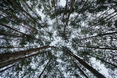 Ormandaki yeşil ağaçlar huzur verici bir deneyimdir. Doğal manzara sürdürülebilir koruma ve ekoloji kavramı.