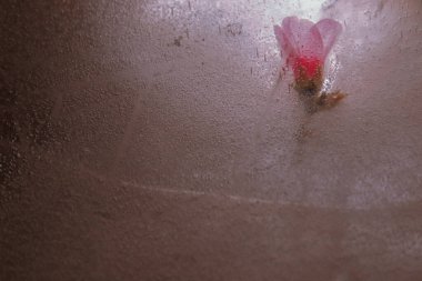 Su damlasında kırmızı gül