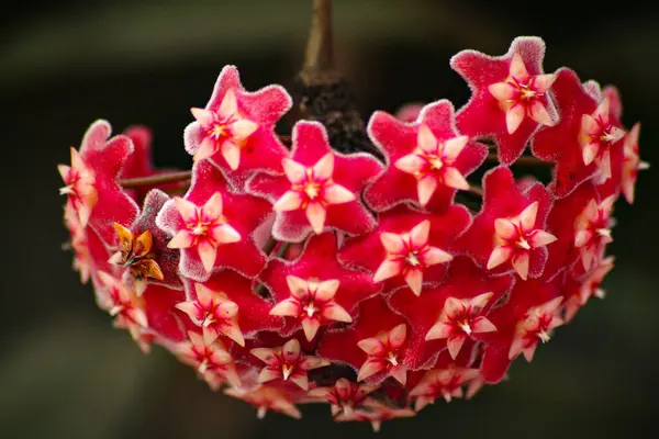 Kırmızı Kalp Şeklinde Çiçek — Stok fotoğraf