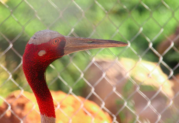 portrait of red - headed bird