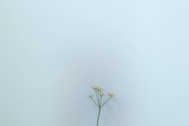 Beyaz arkaplanda beyaz bir çiçek