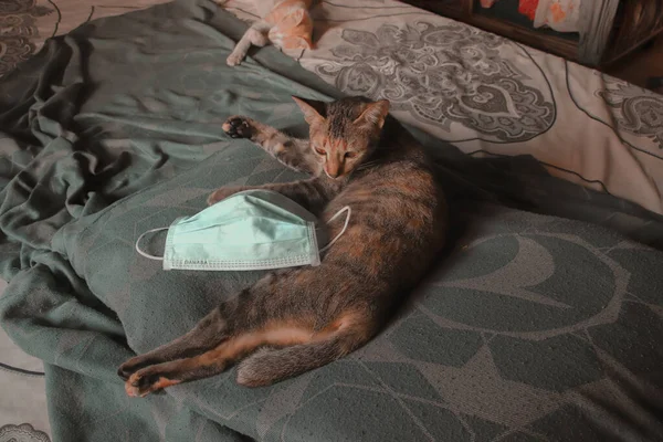 Hasta Kedi Yatakta Yatıyor — Stok fotoğraf