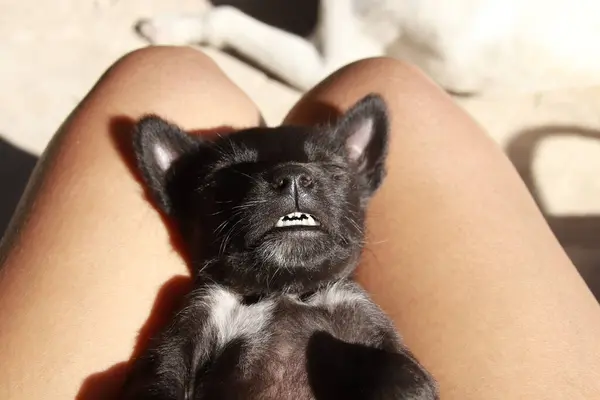 Черная Собака Кровати — стоковое фото