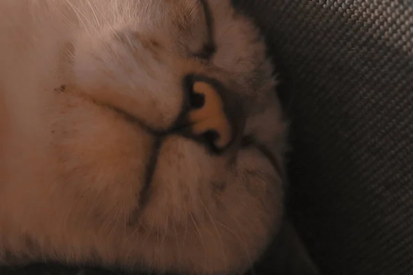 Kočičí Tvář Bílou Srstí — Stock fotografie