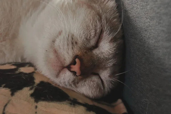 Spící Kočka Pohovce — Stock fotografie