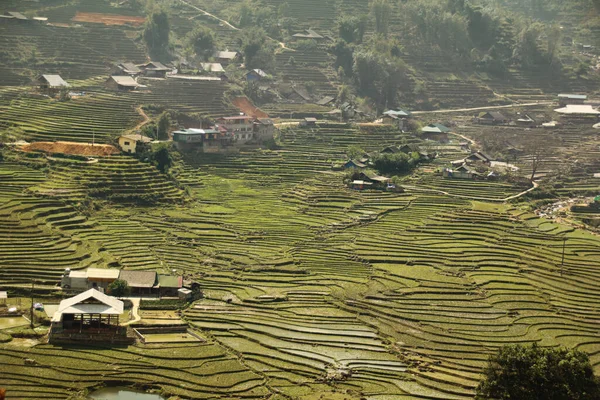 Schöne Reisfelder Vietnam — Stockfoto