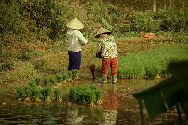 농부들은 쌀밭에서 일하고 있습니다 — 스톡 사진